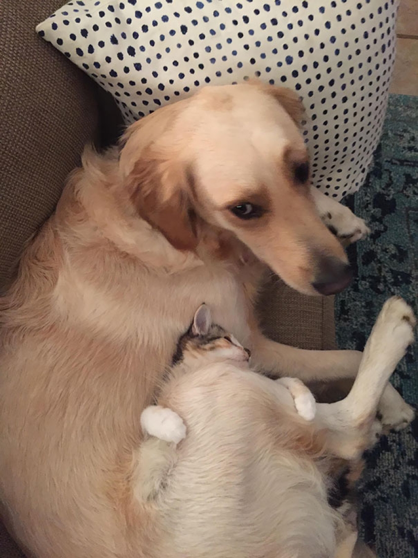 Funny Cats Sleeping In Weirdest Positions Ever Funny Cats Sleeping In Weirdest Positions Ever