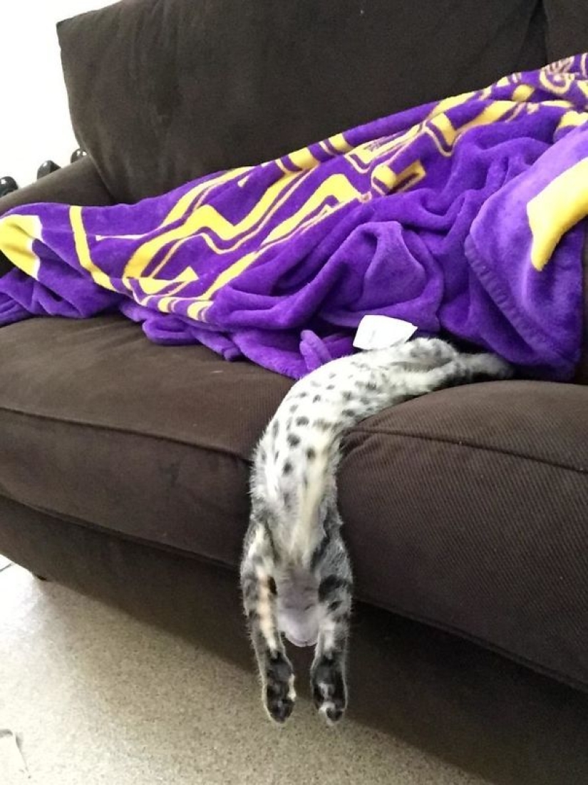 Funny Cats Sleeping In Weirdest Positions Ever Funny Cats Sleeping In Weirdest Positions Ever