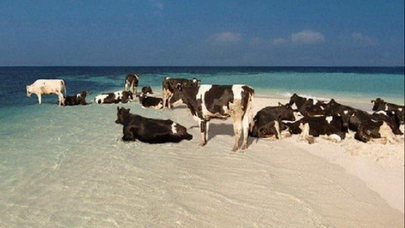 Funny photos from the beach