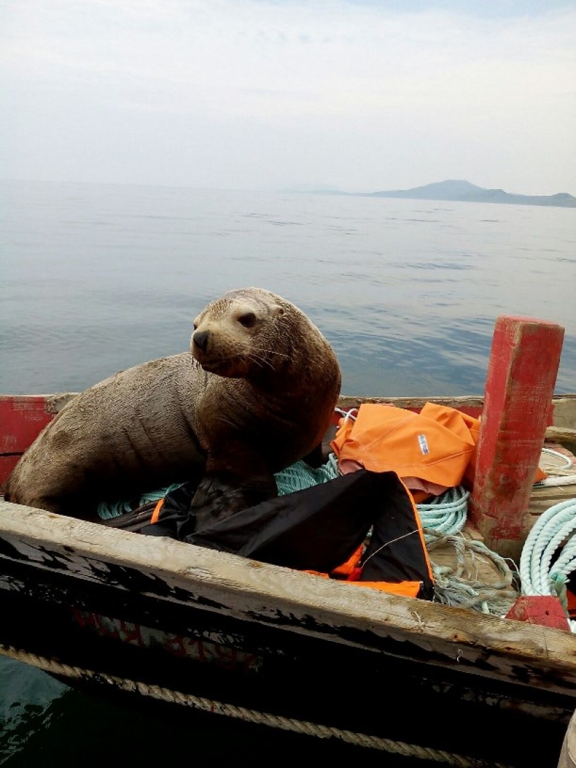 Fur seal forced Sakhalin fishermen to ride him in a boat for eight hours