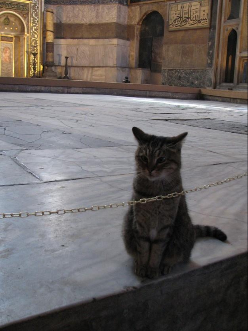 Furry owner of Hagia Sophia
