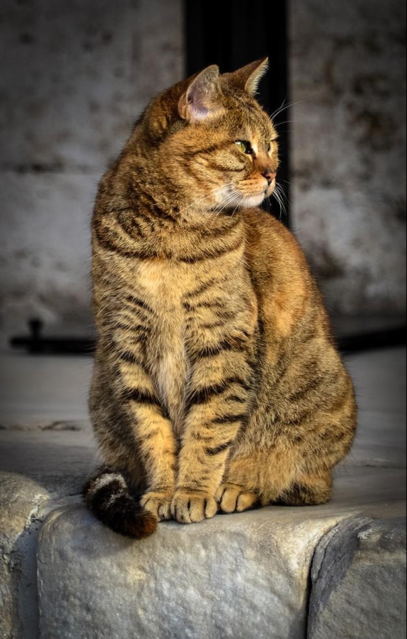 Furry owner of Hagia Sophia