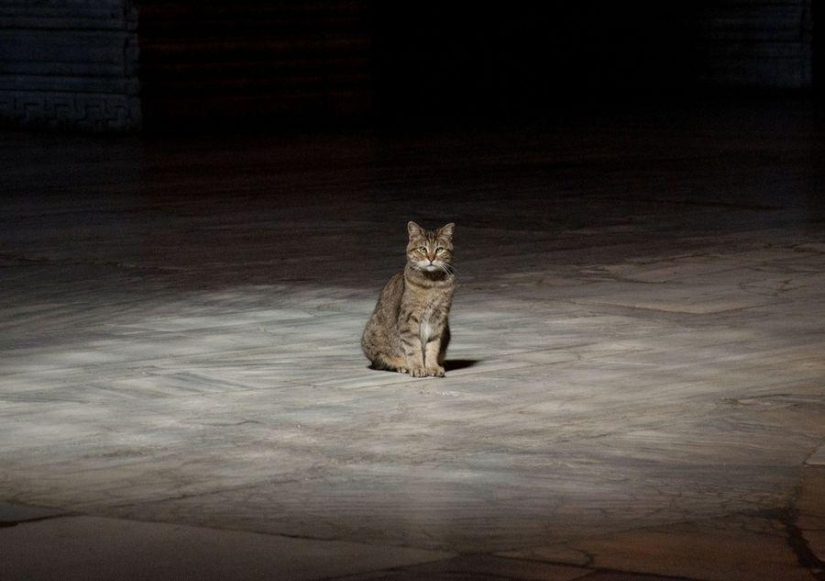 Furry owner of Hagia Sophia