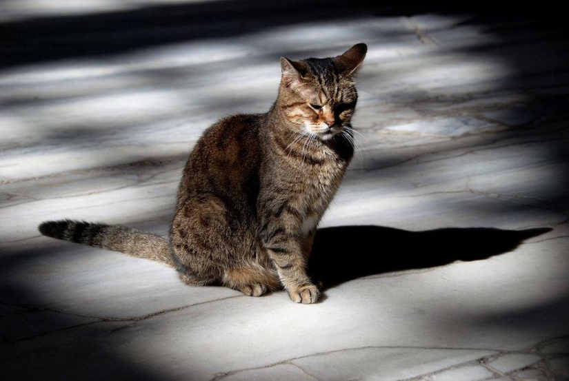 Furry owner of Hagia Sophia