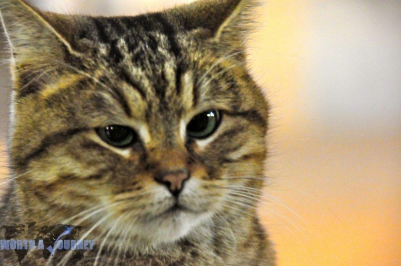 Furry owner of Hagia Sophia