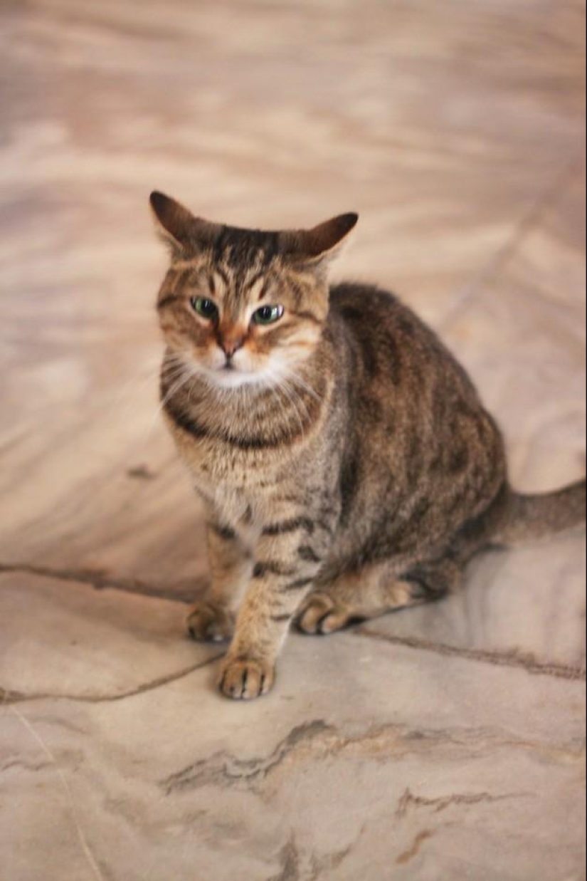 Furry owner of Hagia Sophia
