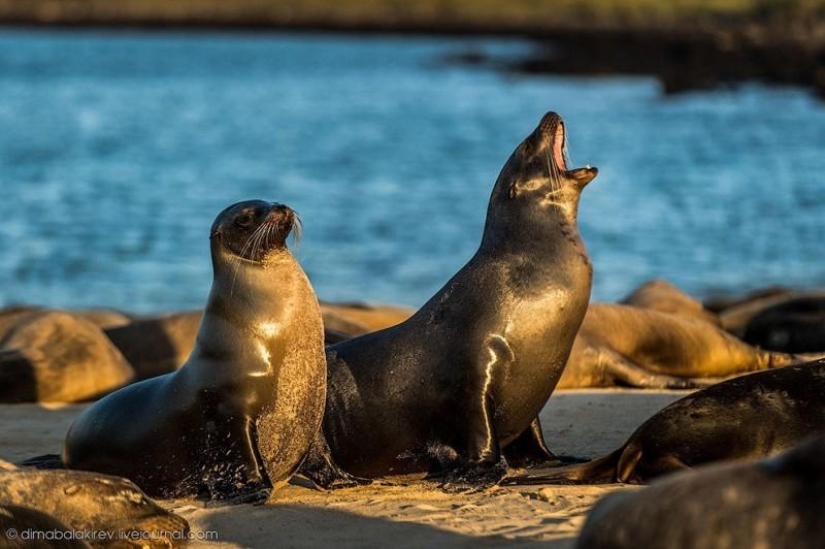 Galápagos. Isla Santa Fe