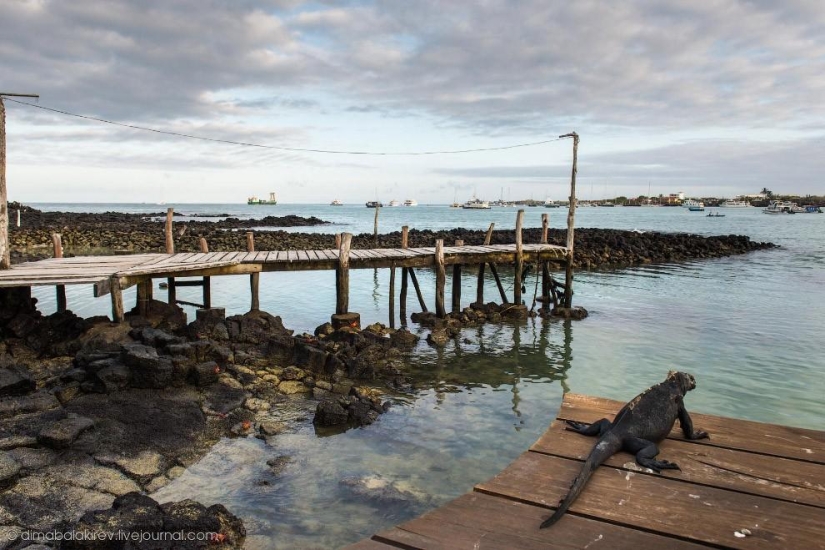 Galápagos. Isla Santa Fe