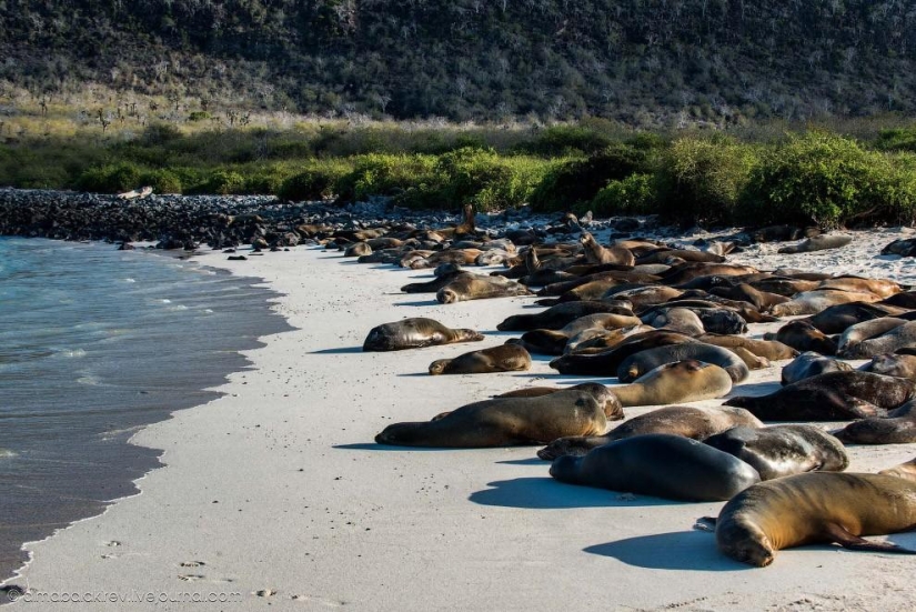 Galápagos. Isla Santa Fe