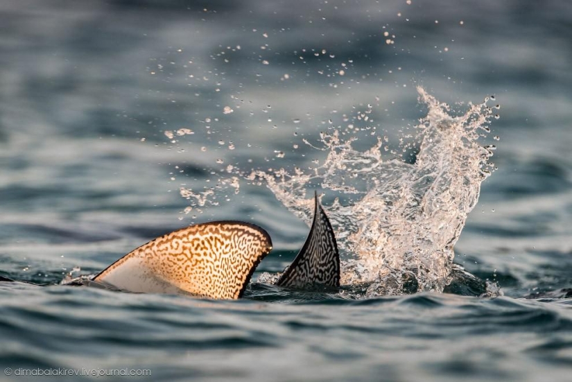 Galápagos. Isla Santa Fe
