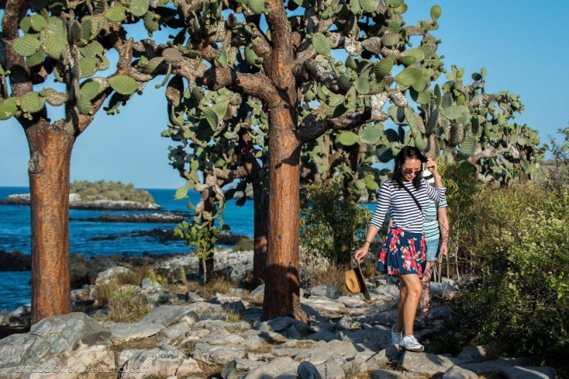 Galápagos. Isla Santa Fe