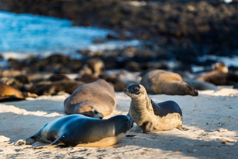 Galápagos. Isla Santa Fe