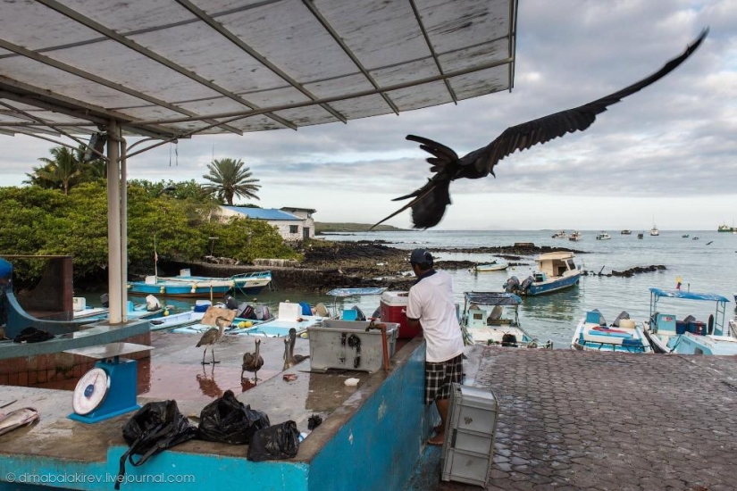 Galápagos. Isla Santa Fe