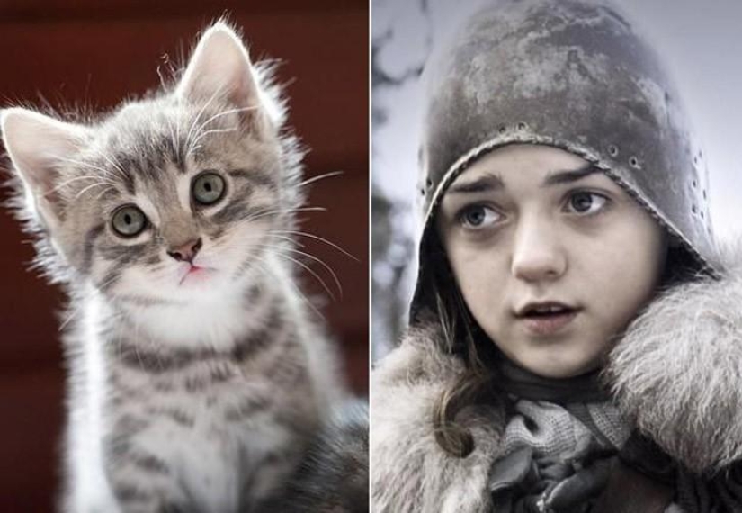 "Game of Thrones" by cats "Game of Thrones" by cats