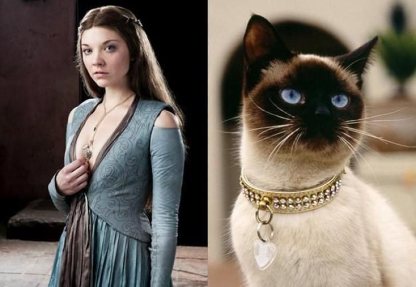 "Game of Thrones" by cats "Game of Thrones" by cats