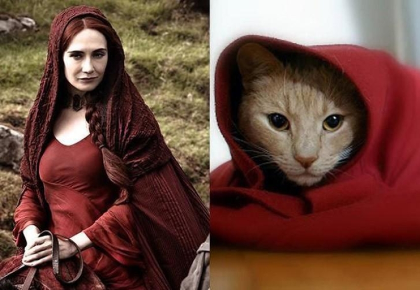 "Game of Thrones" by cats "Game of Thrones" by cats