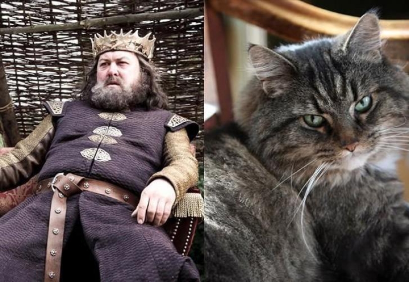"Game of Thrones" by cats "Game of Thrones" by cats