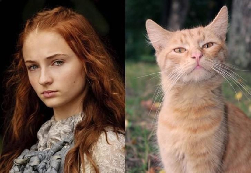 "Game of Thrones" by cats "Game of Thrones" by cats