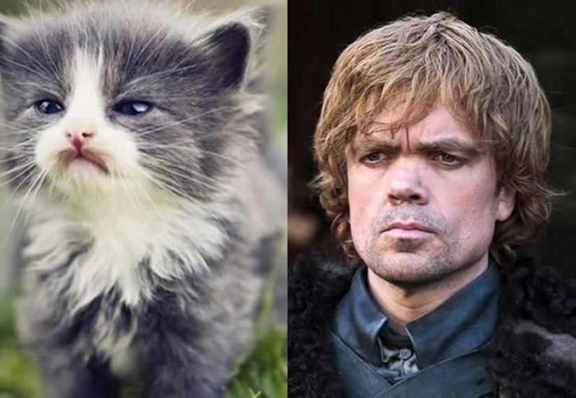 "Game of Thrones" by cats "Game of Thrones" by cats