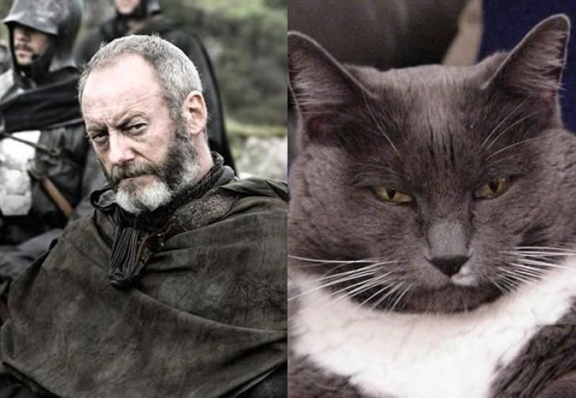 "Game of Thrones" by cats "Game of Thrones" by cats