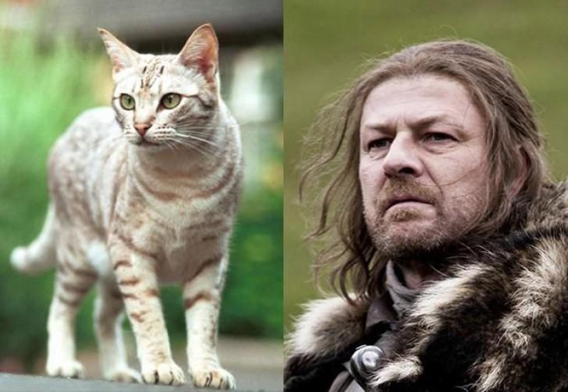 "Game of Thrones" by cats "Game of Thrones" by cats