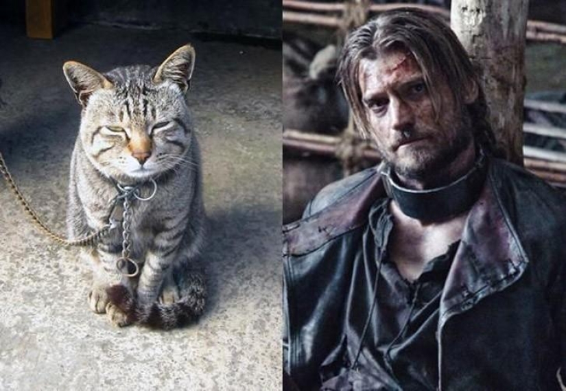 "Game of Thrones" by cats "Game of Thrones" by cats