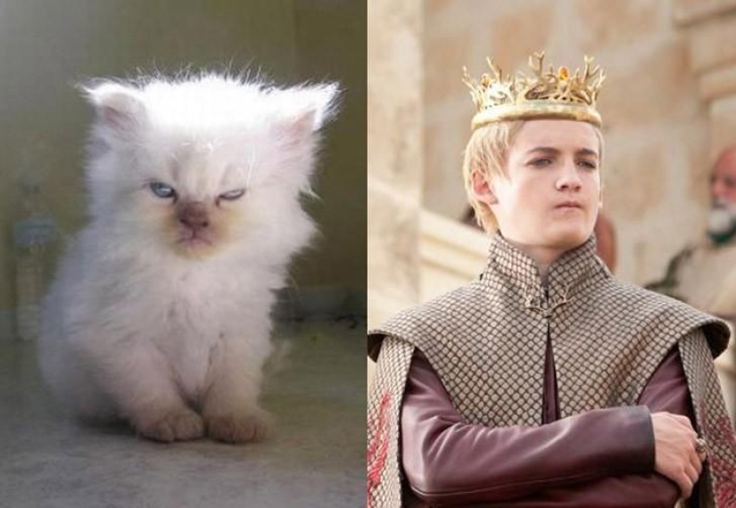 "Game of Thrones" by cats "Game of Thrones" by cats