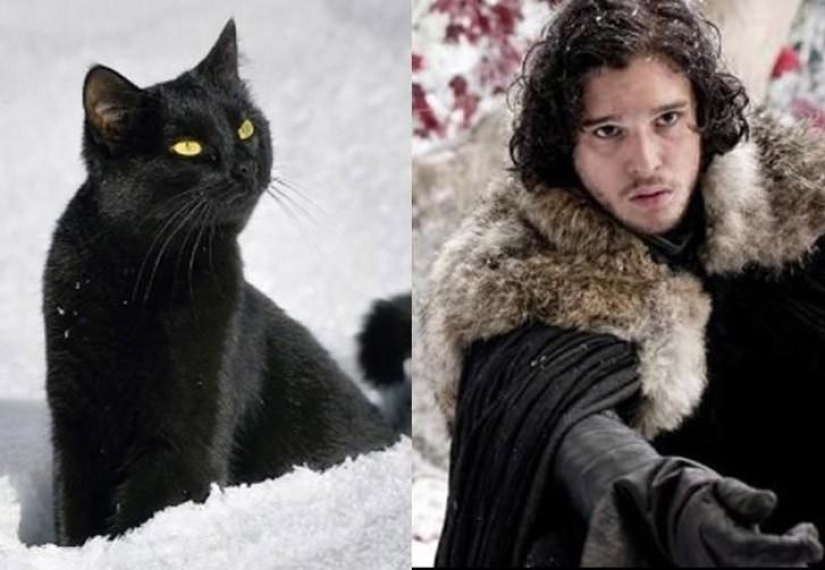 "Game of Thrones" by cats "Game of Thrones" by cats