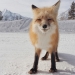 Ganadores de los iPhone Photography Awards 2014 Ganadores de los iPhone Photography Awards 2014