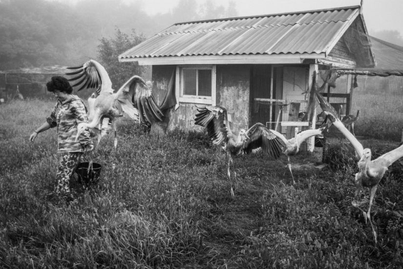 Ganadores del Concurso Británico de Vida Silvestre 2014