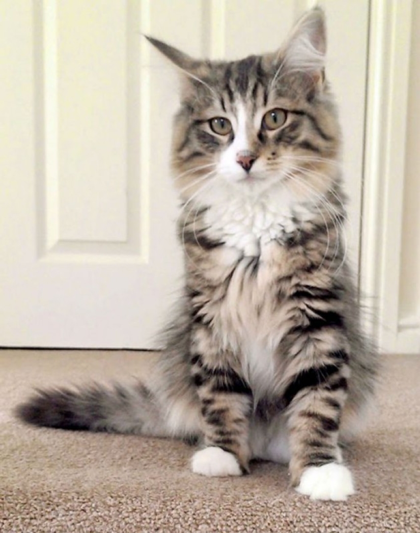 Gatita gorda y feliz, desaparecida hace más de un año, fue encontrada en fábrica de alimentos para mascotas Gatita gorda y feliz, desaparecida hace más de un año, fue encontrada en fábrica de alimentos para mascotas