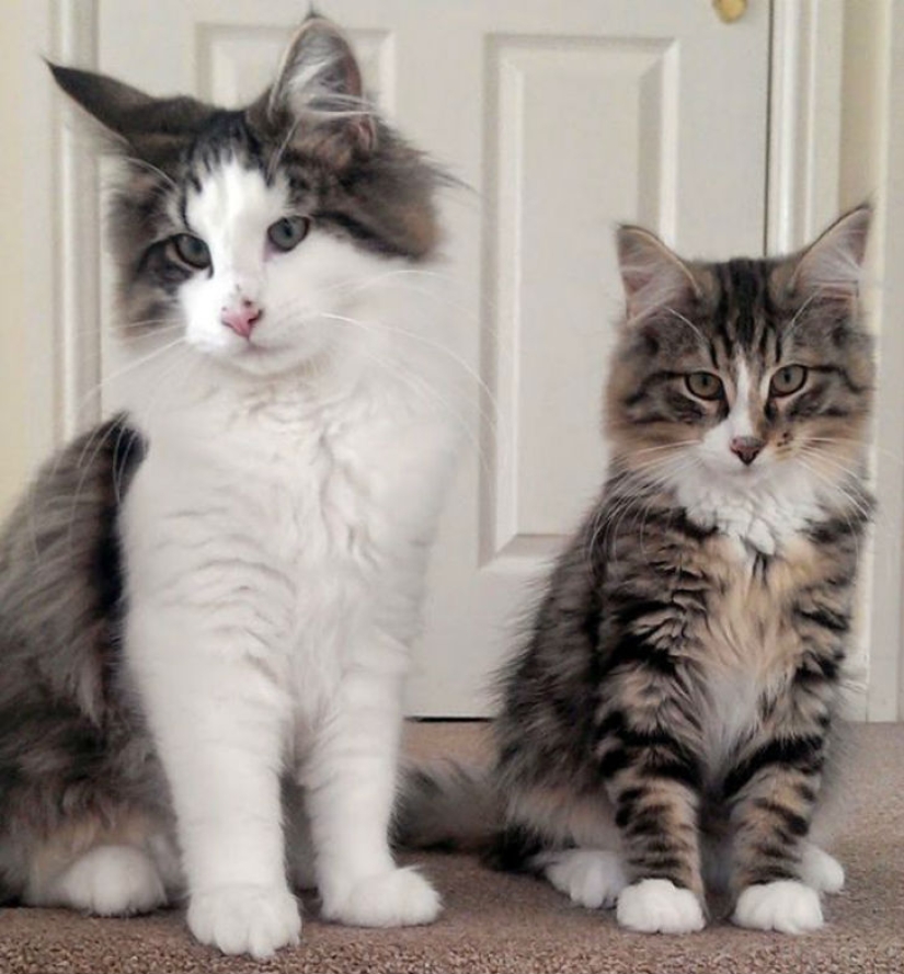 Gatita gorda y feliz, desaparecida hace más de un año, fue encontrada en fábrica de alimentos para mascotas Gatita gorda y feliz, desaparecida hace más de un año, fue encontrada en fábrica de alimentos para mascotas