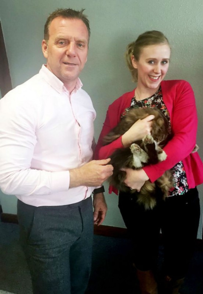 Gatita gorda y feliz, desaparecida hace más de un año, fue encontrada en fábrica de alimentos para mascotas Gatita gorda y feliz, desaparecida hace más de un año, fue encontrada en fábrica de alimentos para mascotas