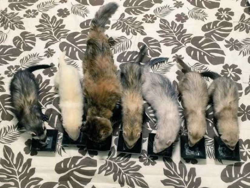 Gatito adoptado por hurones cree que él también es un hurón Gatito adoptado por hurones cree que él también es un hurón