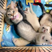 Gatito adoptado por hurones cree que él también es un hurón