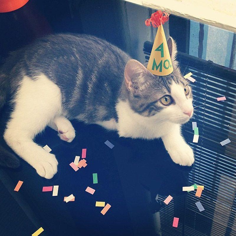 gatitos con sombreros gatitos con sombreros