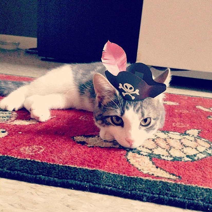 gatitos con sombreros gatitos con sombreros