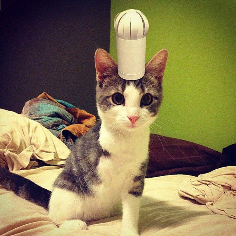 gatitos con sombreros gatitos con sombreros
