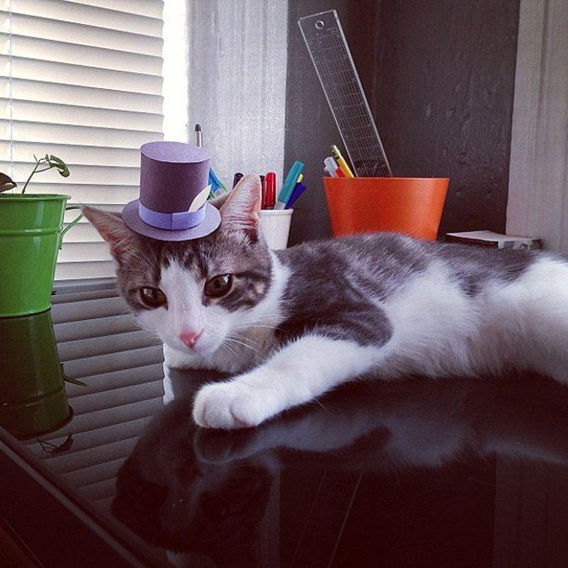 gatitos con sombreros gatitos con sombreros