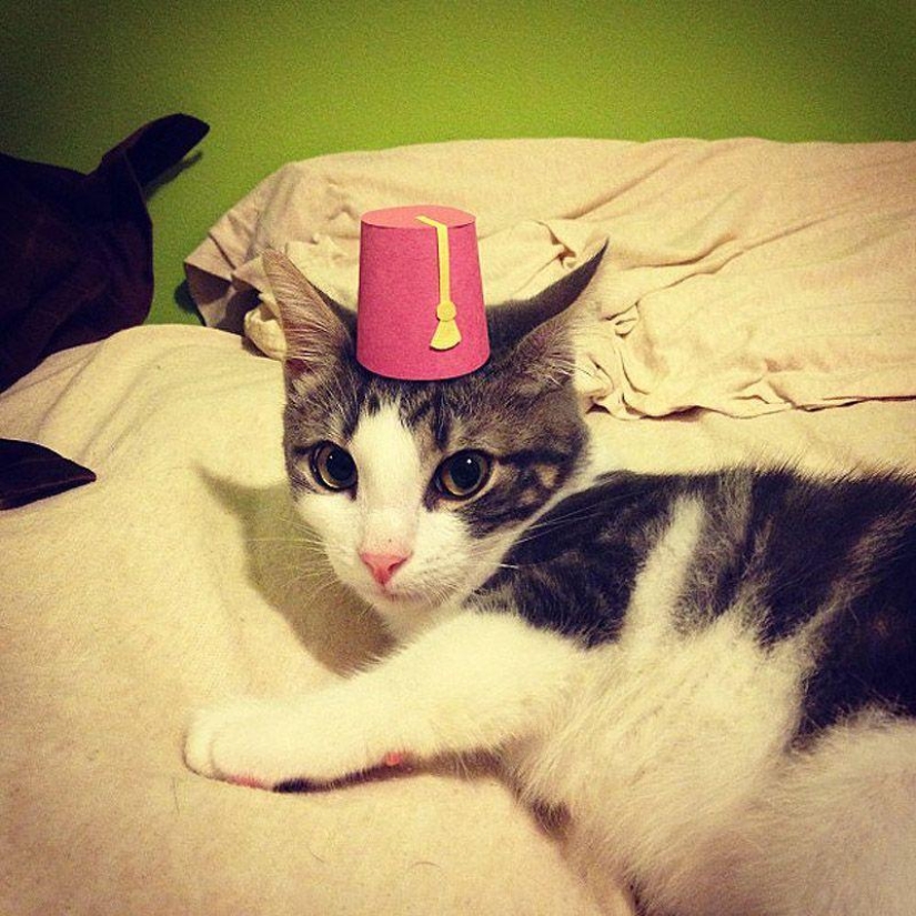 gatitos con sombreros gatitos con sombreros