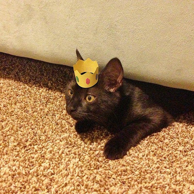gatitos con sombreros gatitos con sombreros
