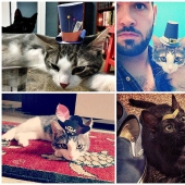 gatitos con sombreros