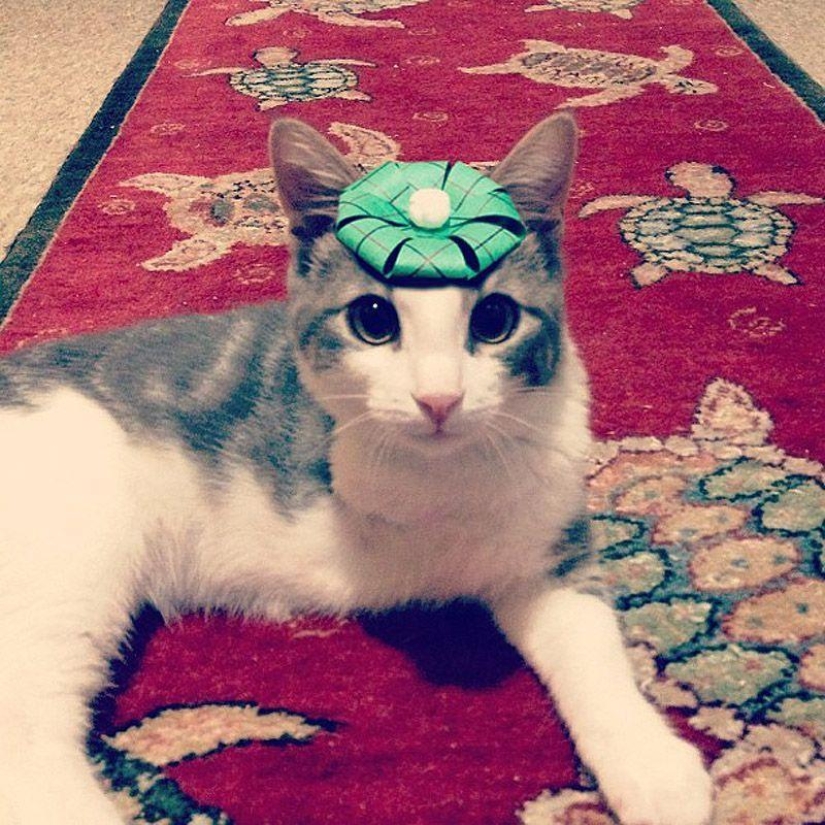 gatitos con sombreros gatitos con sombreros