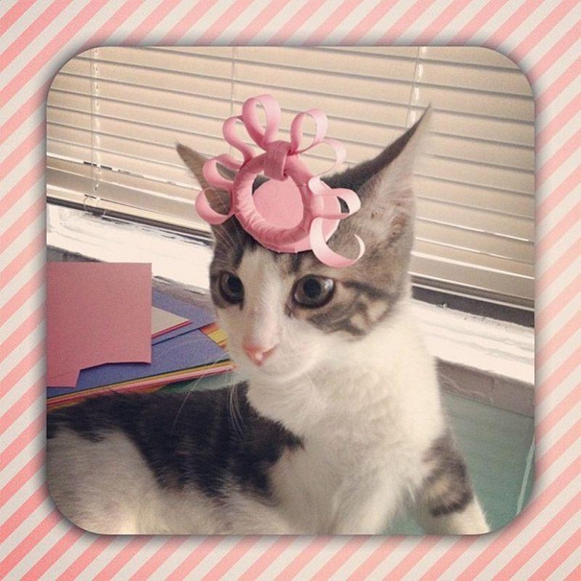 gatitos con sombreros gatitos con sombreros