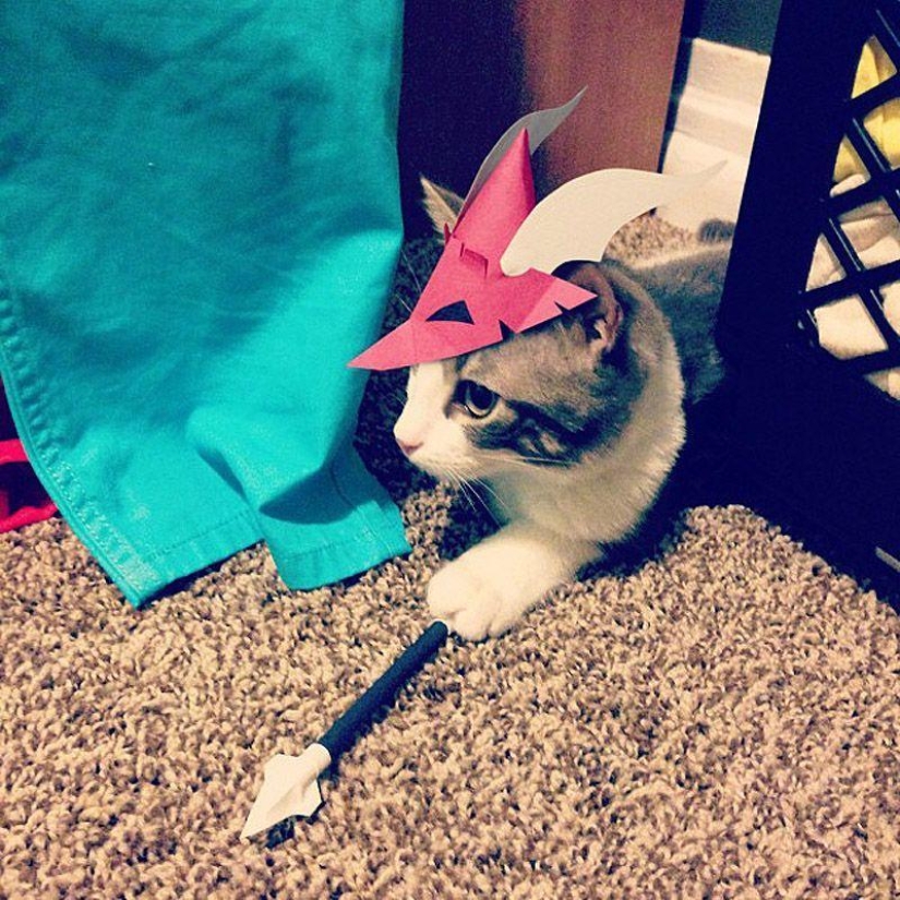 gatitos con sombreros gatitos con sombreros