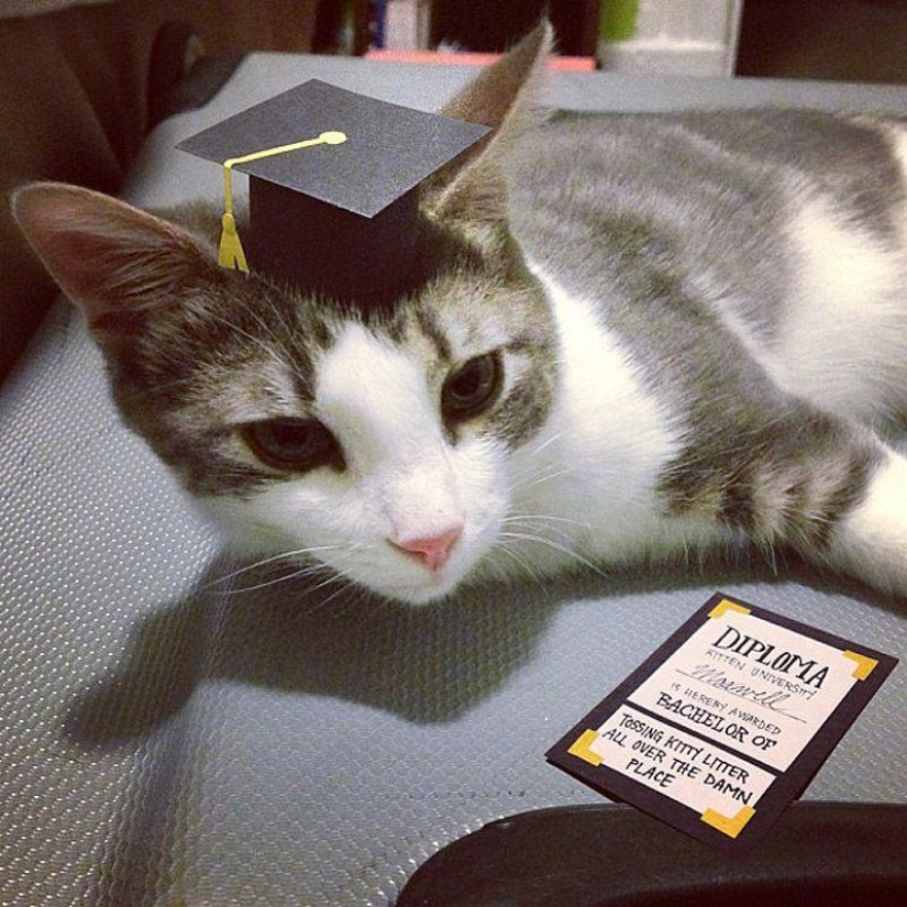 gatitos con sombreros gatitos con sombreros