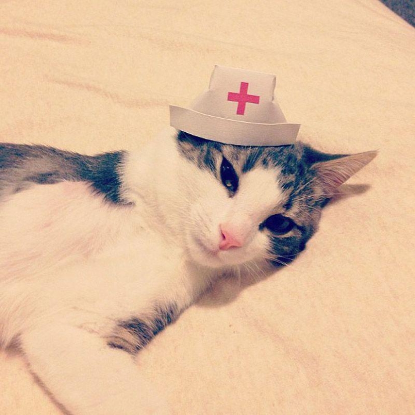 gatitos con sombreros gatitos con sombreros