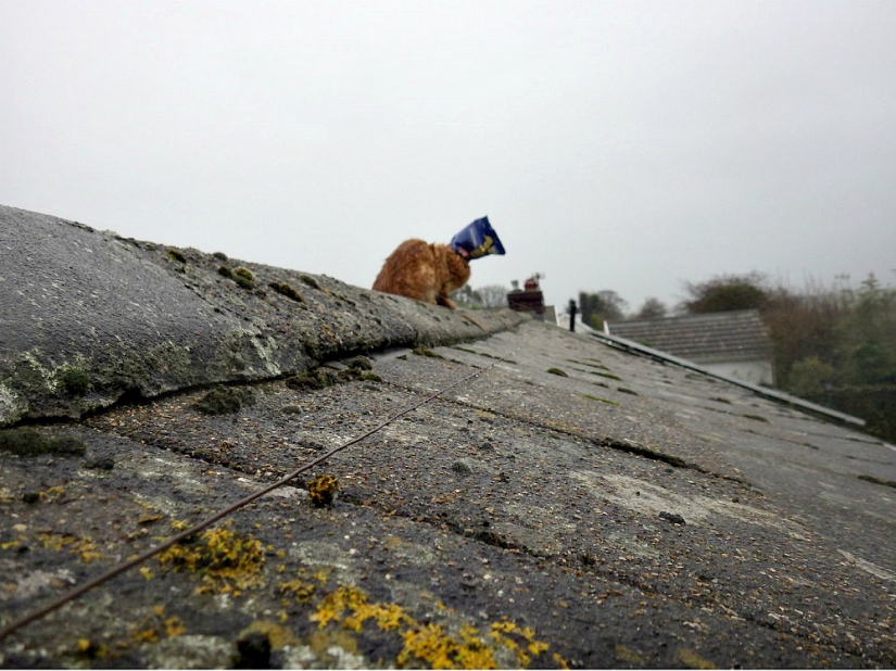 Gato rojo con bolsa de plástico en la cabeza rescatado en Australia Gato rojo con bolsa de plástico en la cabeza rescatado en Australia