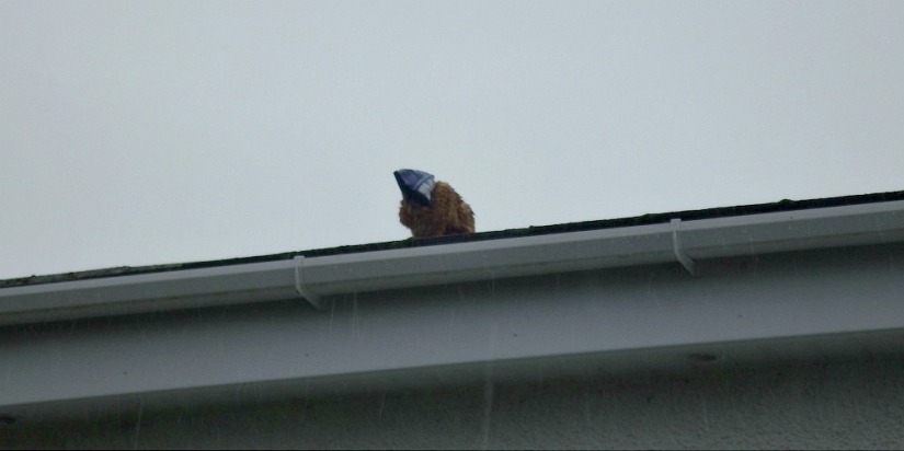 Gato rojo con bolsa de plástico en la cabeza rescatado en Australia Gato rojo con bolsa de plástico en la cabeza rescatado en Australia