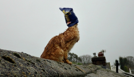 Gato rojo con bolsa de plástico en la cabeza rescatado en Australia
